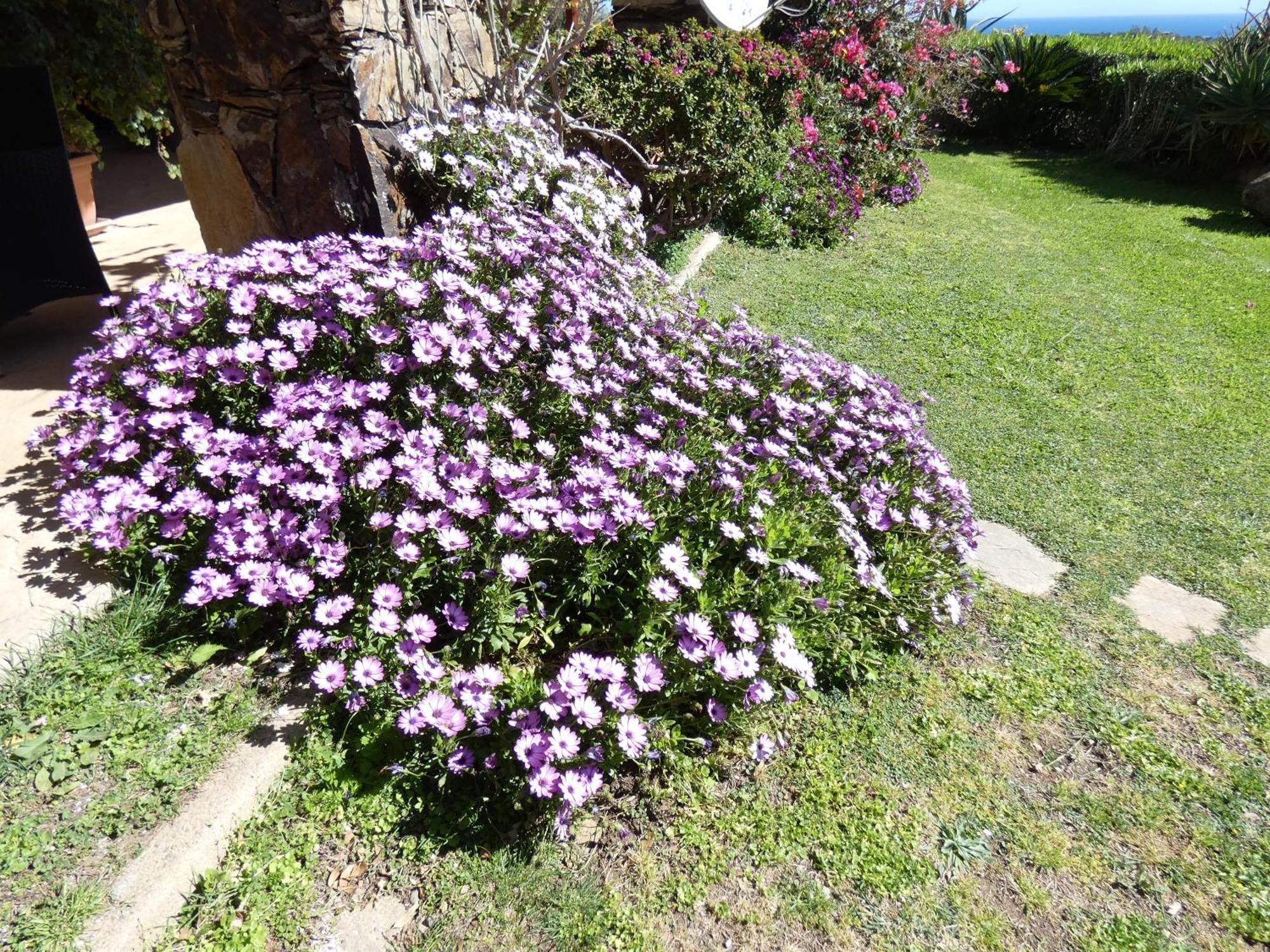 Comino Alto Agriturismo E Appartamenti Siniscola Zewnętrze zdjęcie